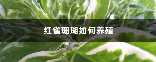 红雀珊瑚如何养殖