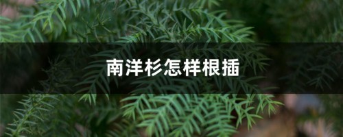 南洋杉怎样根插