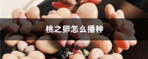 桃之卵怎么播种