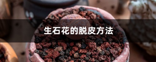 生石花的脱皮方法