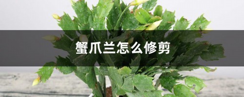 蟹爪兰怎么修剪