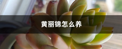 黄丽锦怎么养