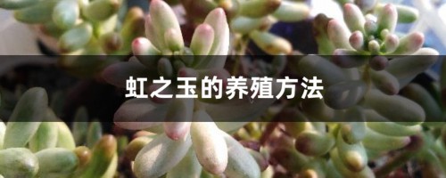 虹之玉的养殖方法大全